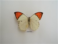 藏品(橙端粉蝶)的圖片